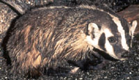 Badger.jpg