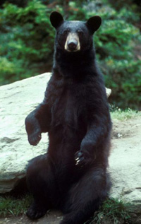 Bear-black.jpg