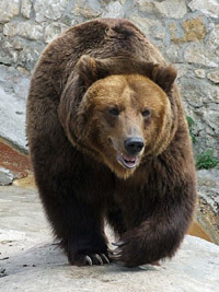 Bear-brown.jpg