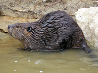 Beaver.jpg