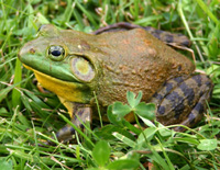 Bullfrog.jpg