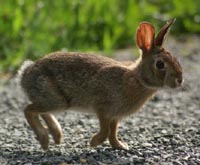 Cottontail.jpg