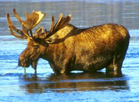 Moose.jpg