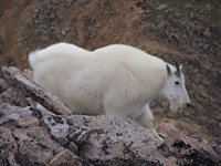 Mountain goat.jpg