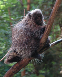 Porcupine.jpg