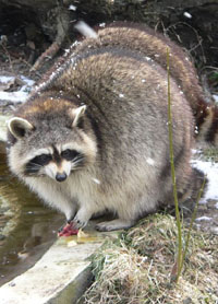 Raccoon 1.jpg