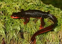 Red-bellied newt.jpg