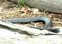 Snake-black.jpg