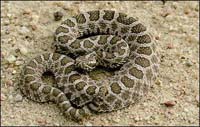 Snake-rattlesnake.jpg