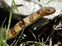 Snake-watersnake.jpg