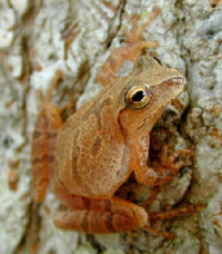 Spring peeper.jpg