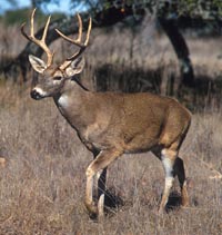 White tail deer.jpg